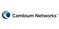 cambium